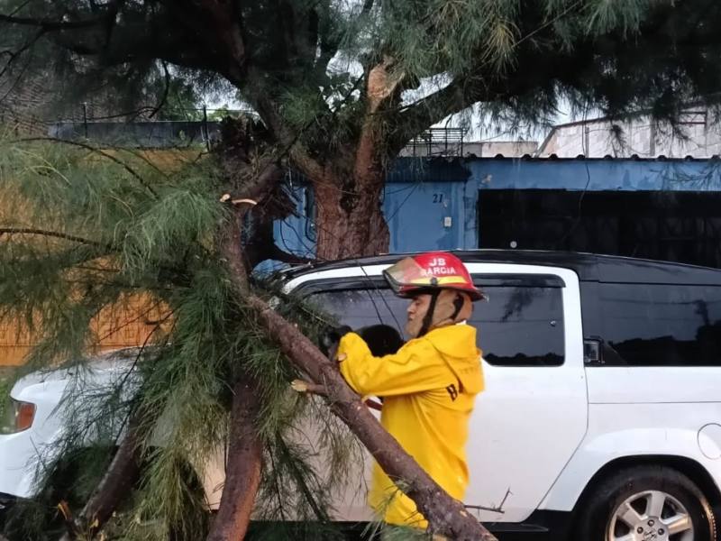 Las lluvias provocaron la caída de un árbol que impactó a un vehículo en Santa Ana. Foto EDH/Cortesía