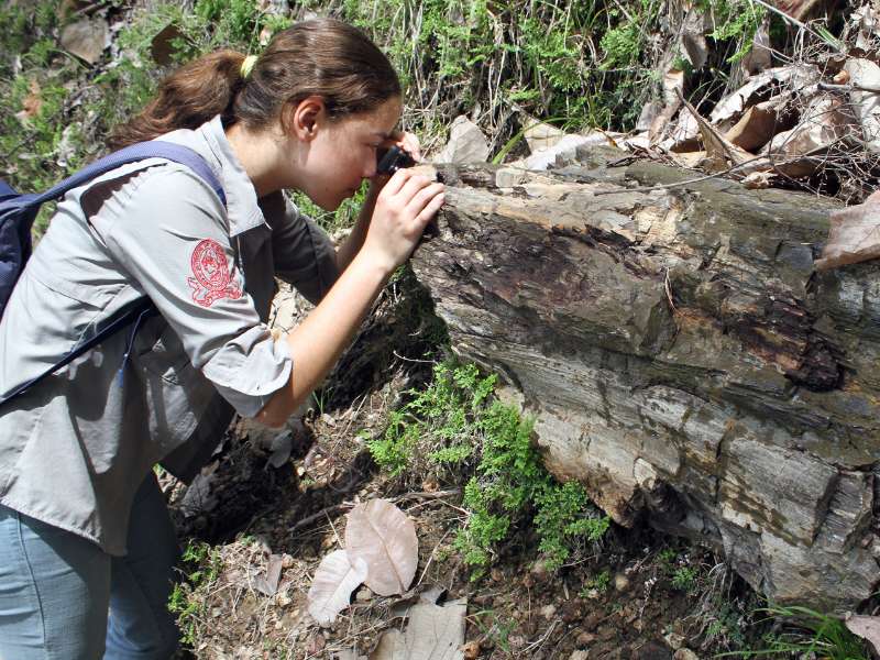 Bosque petrificado Cerro El Dragon