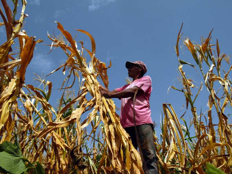 agricultura-granos-sequia-canicula-el-nino