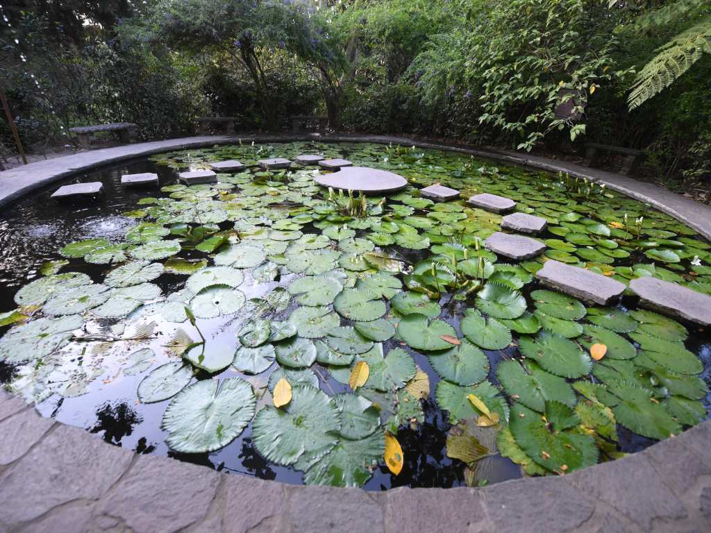 PASOS FLOREADOS. Un estanque de con piedras que forman un sendero sobre el agua.