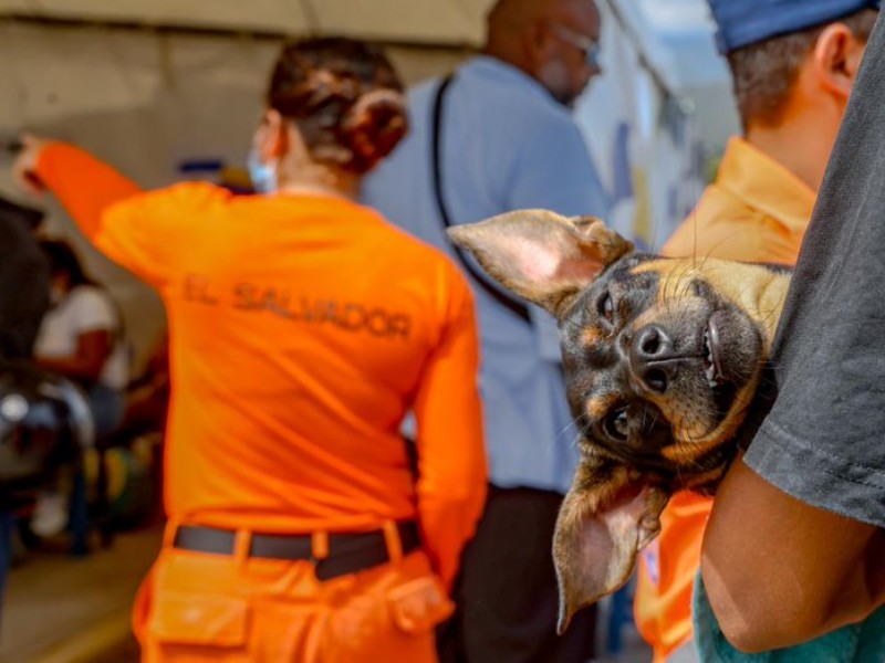 atencion veterinaria terremotos venezuela