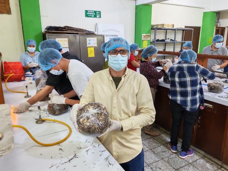 hongos comestibles ues diplomado