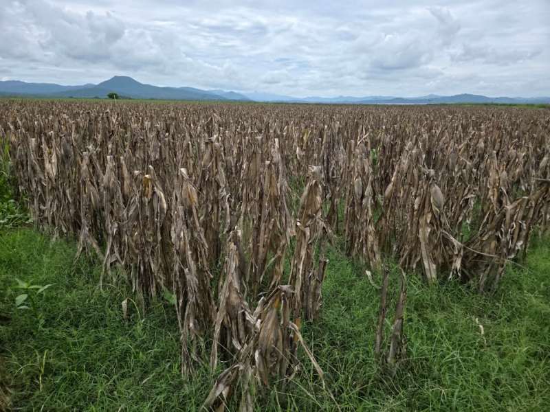El MAG proyecta buenas cosechas tanto para maíz como para frijol en esta temporada agrícola. Foto EDH/Cortesía