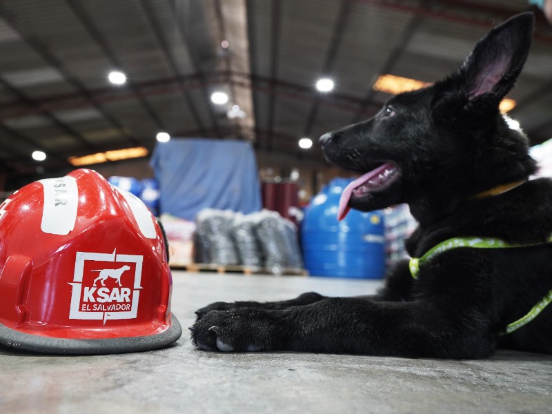 perro ksar busqueda rescate