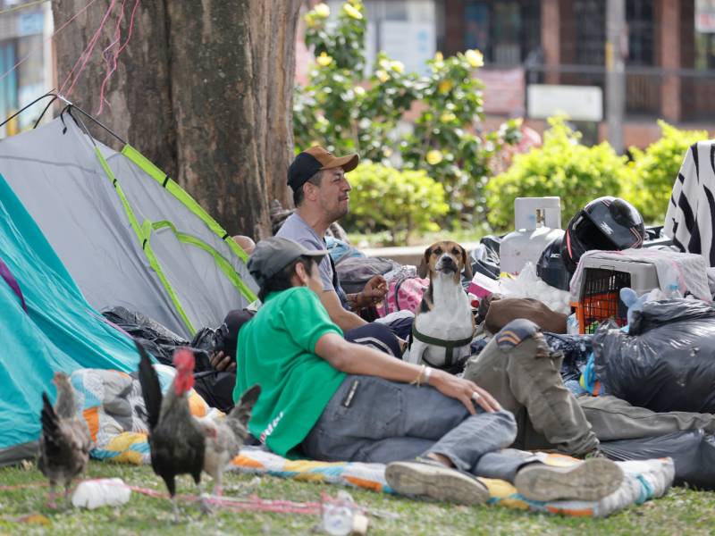 Hombres descansan en el suelo junto a un perro, aves de corral y carpas en un parque de Pereira.