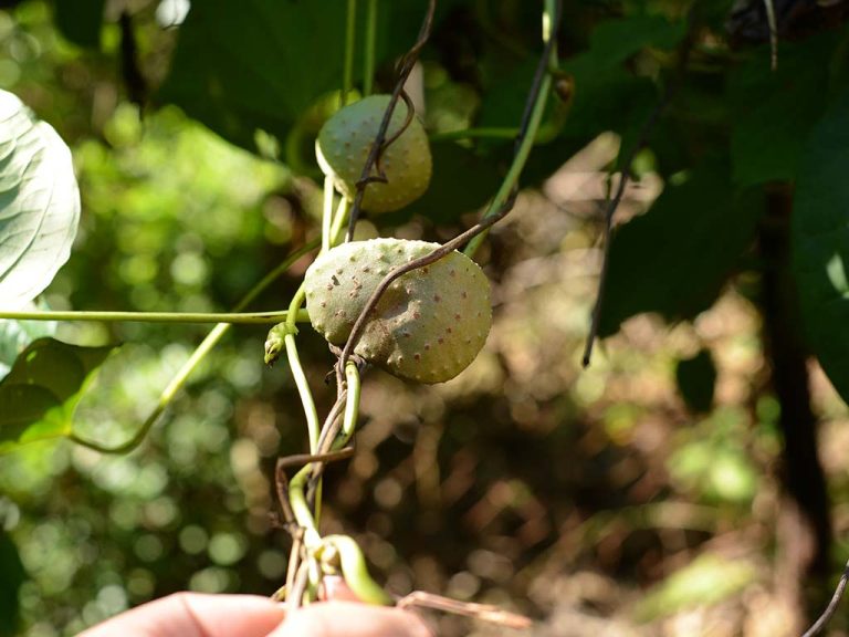 Detalle de los bulbos de papa de aire creciendo en las axilas de las hojas a lo largo del tallo trepador.