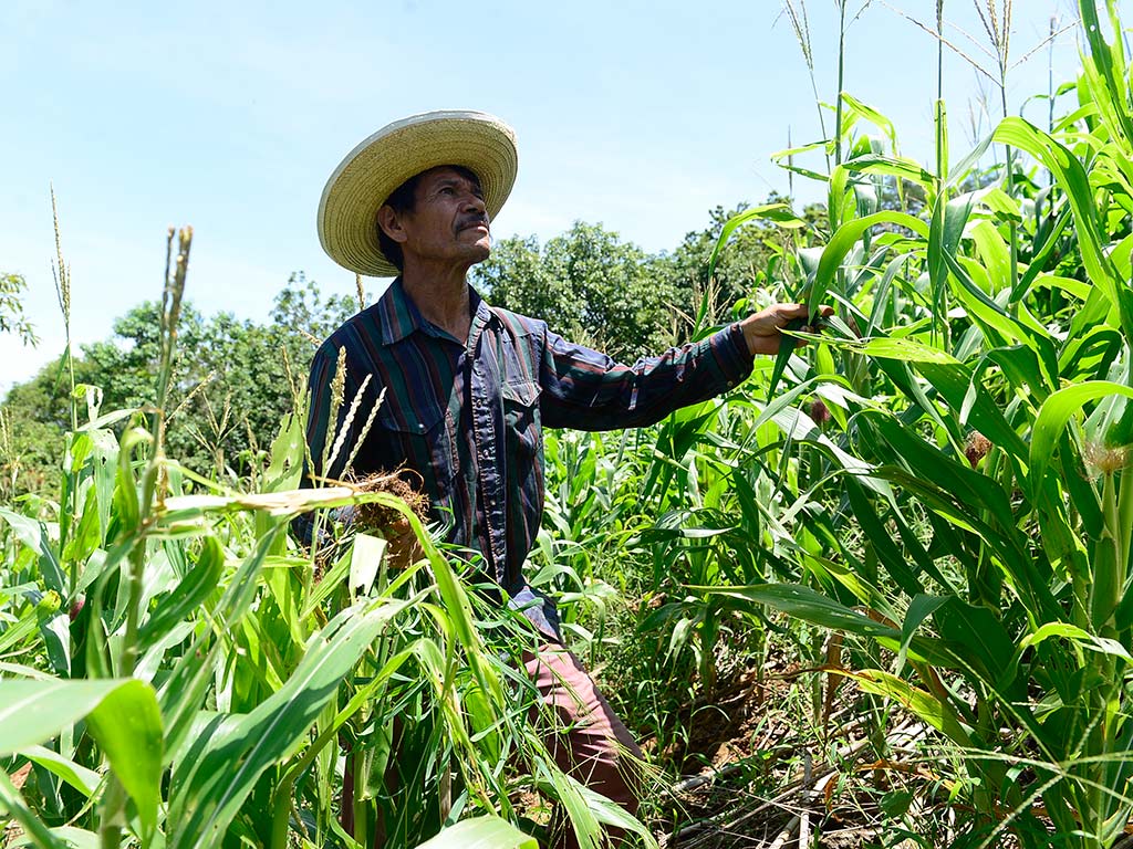 agricultura productores agrícolas El Niño San Esteban Catarina Maíz sequía