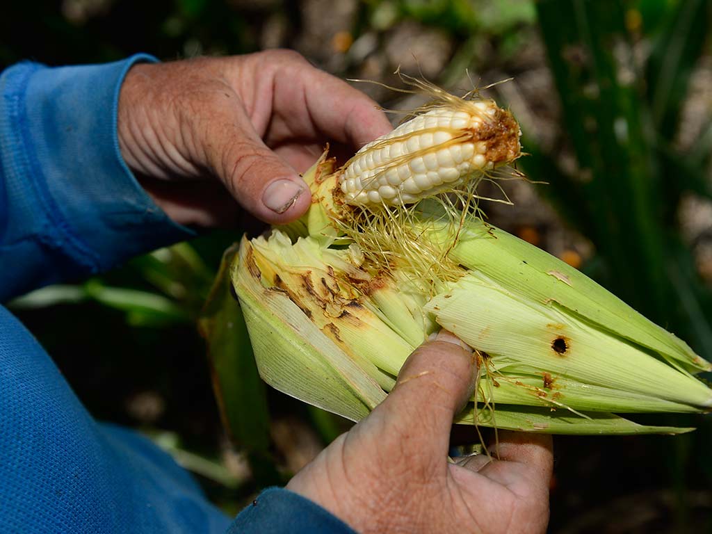 agricultura sequía El Niño producción agrícola granos básicos agricultor maíz