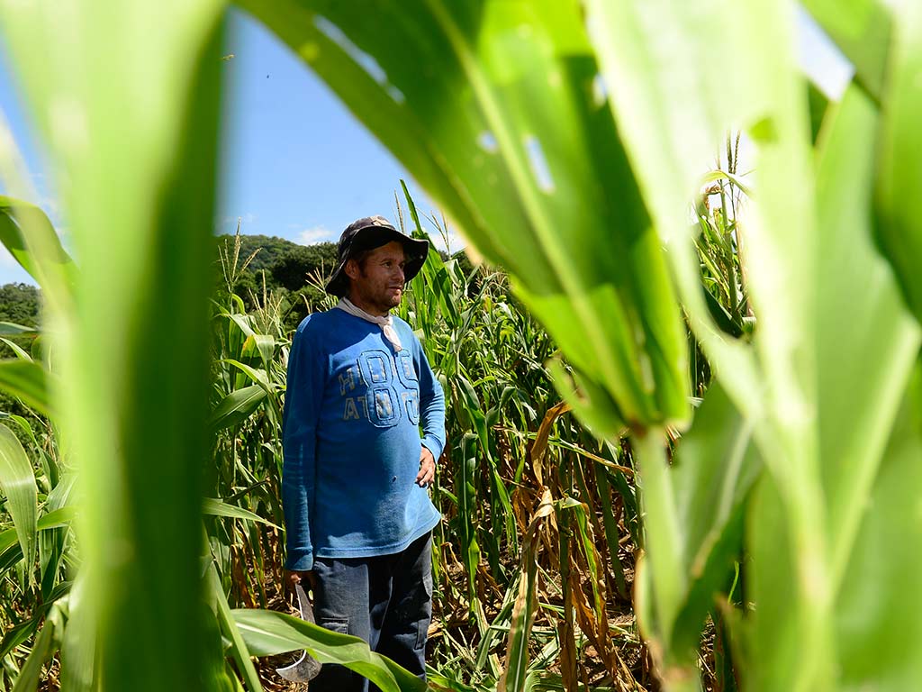 Un hombre con un sombrero de tela oscuro y una camisa azul de manga larga se para entre filas de plantas de maíz altas en San Esteban Catarina. Sostiene un machete y mira hacia un lado con expresión seria. La milpa muestra signos de estrés hídrico, con algunas hojas secas y amarillentas, bajo un cielo despejado. El encuadre es a través de las hojas de maíz en primer plano, lo que le da profundidad a la escena.