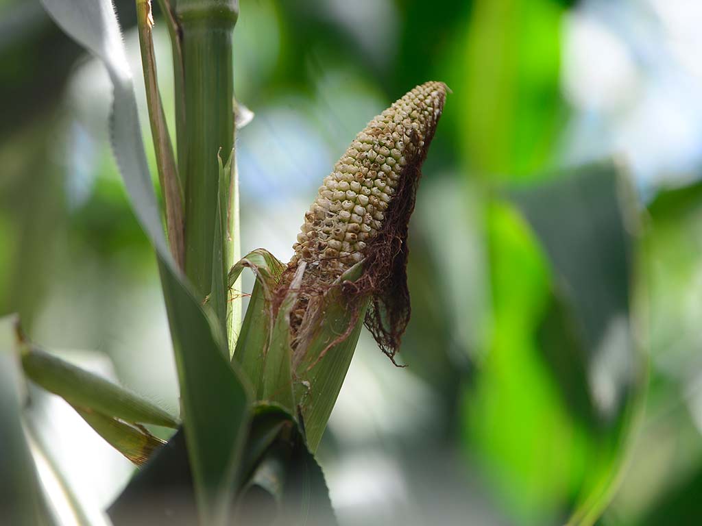 Un primer plano extremo de una sola mazorca de maíz pequeña e inmadura en la planta. La mazorca está envuelta en tusas (hojas de la mazorca) verdes y secas, y se aprecian pocos granos subdesarrollados y de color blanquecino. El fondo está desenfocado, resaltando la mazorca afectada y el tallo de la planta en San Esteban Catarina.