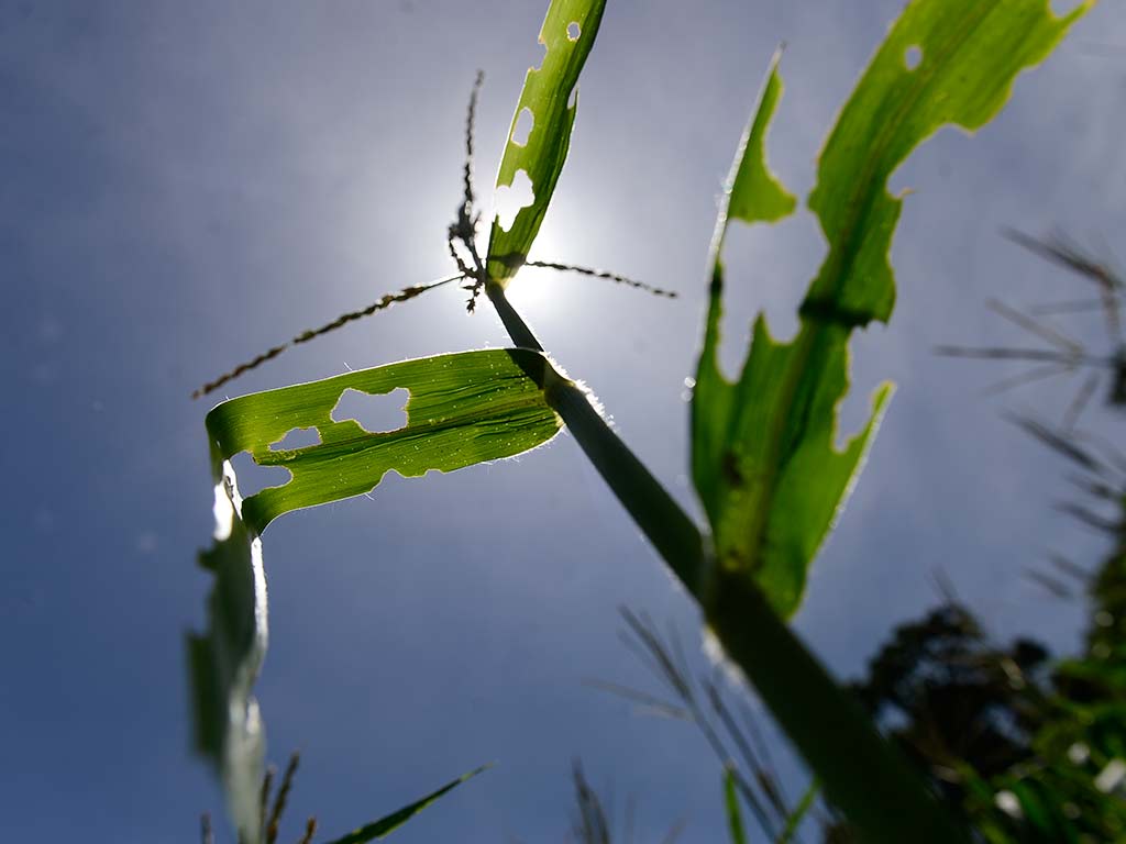 Una toma a contraluz de una hoja de maíz verde y dañada, con múltiples agujeros y cortes, elevándose hacia el cielo azul brillante y el sol ardiente. La luz solar atraviesa la hoja, resaltando su contorno y las imperfecciones. En el fondo, las siluetas de otras plantas de maíz se aprecian en San Esteban Catarina, San Vicente.