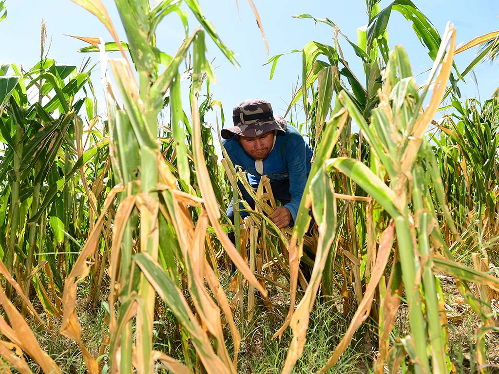 Un hombre con su sombrero de paja y camisa a cuadros, camina con dificultad entre filas de plantas de maíz altas pero secas y amarillentas en San Esteban Catarina. Su cuerpo está inclinado y su expresión es de desánimo. El cielo azul brillante contrasta con la vegetación agónica. La toma es a nivel del suelo, enfatizando la altura de las plantas secas. sequía