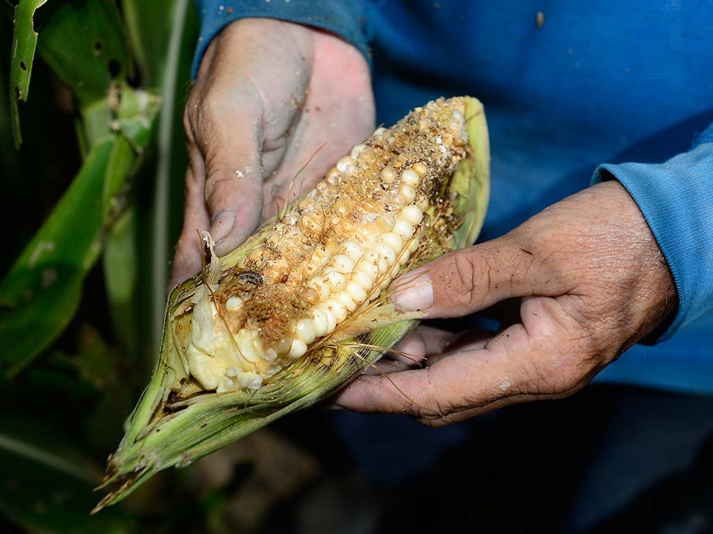 Primer plano de las manos de un agricultor sosteniendo una mazorca desgranada e incompleta. Se aprecian granos irregulares de color blanco cremoso cubiertos parcialmente por residuos orgánicos y signos de pudrición o gusanos debido a la sequía.