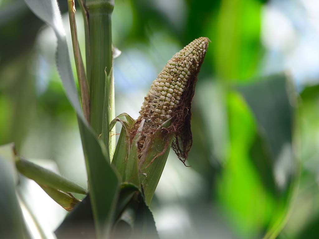agricultura productores agrícolas El Niño San Esteban Catarina Maíz sequía