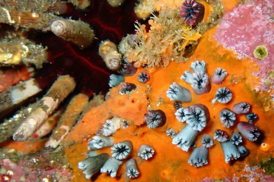 Los corales funcionan como una especie de archivo climático.