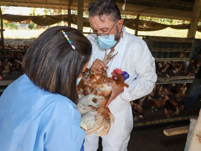 El MAG mantiene una vigilancia constante para prevenir la influenza aviar. Foto EDH/Cortesía