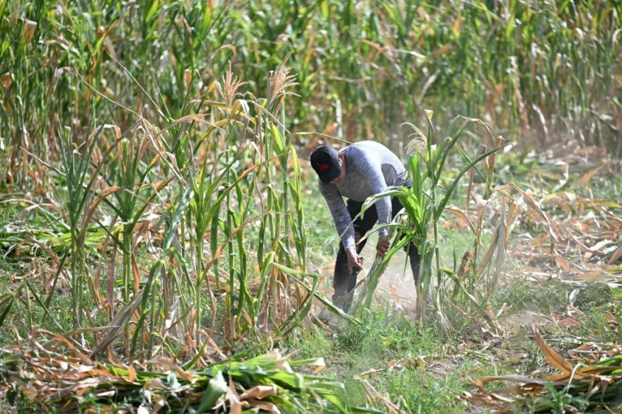 Sequía y pérdida de cosechas en El Salvador