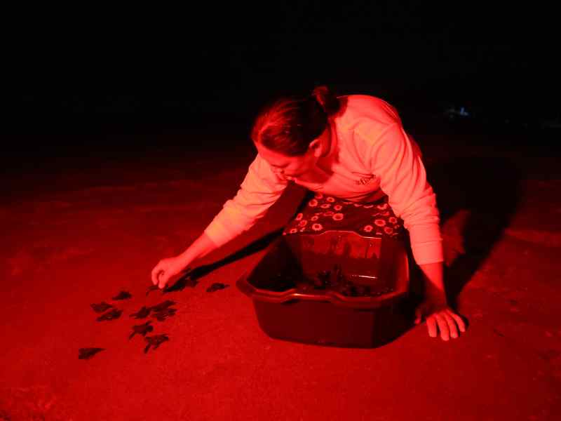 Persona sosteniendo con cuidado una pequeña tortuga golfina recién nacida para liberarla en la playa.
