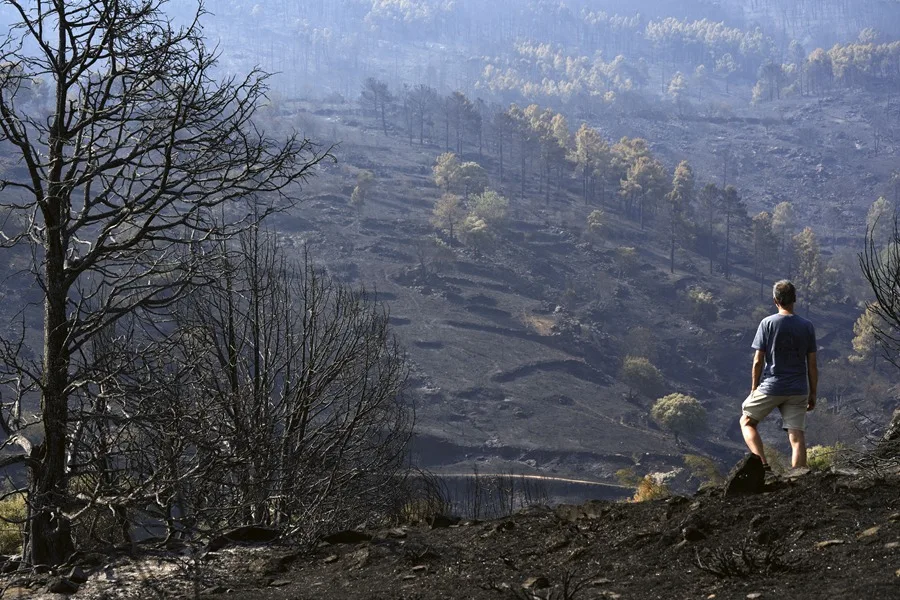 Un hombre observa uno de los pinares arrasados por el incendio de Burgohondo (Ávila). EFE