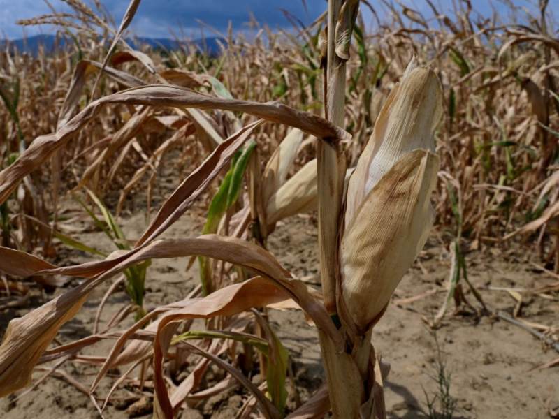 cultivos-maiz-sequia-produccion-agricola-agricultura-El-Nino