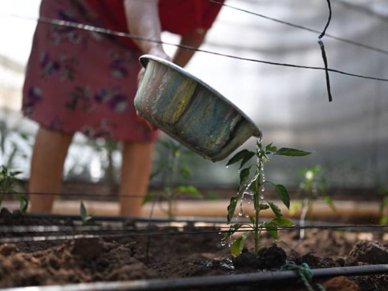 Vilma Ortiz regando plantas de pimienta en un invernadero en El Matazano, San Simón, Morazán, ante El Niño.