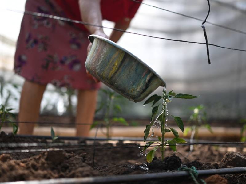 Vilma Ortiz regando plantas de pimienta en un invernadero en El Matazano, San Simón, Morazán, ante El Niño.