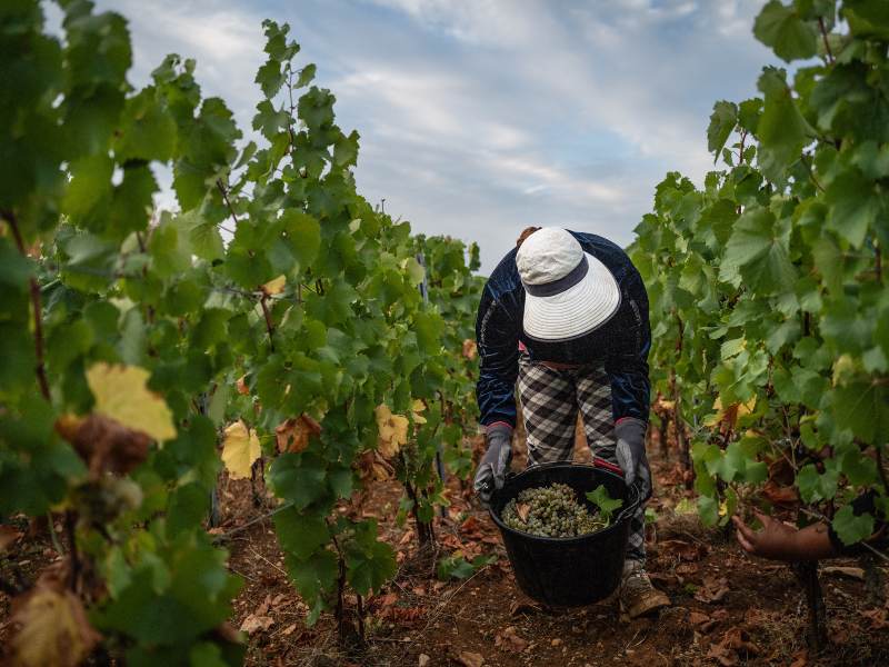sequía produccion de vino temperaturas francia