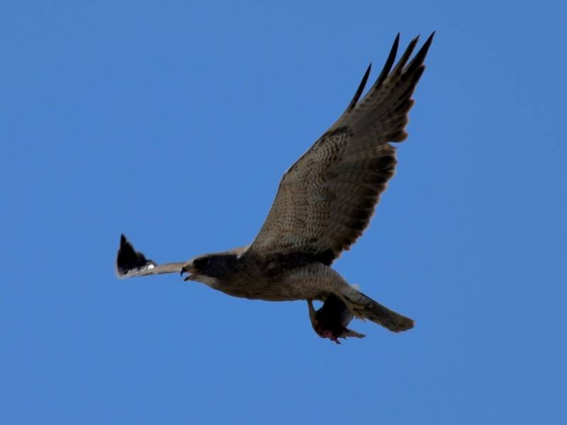 Aves migratorias gavilán de Swainson