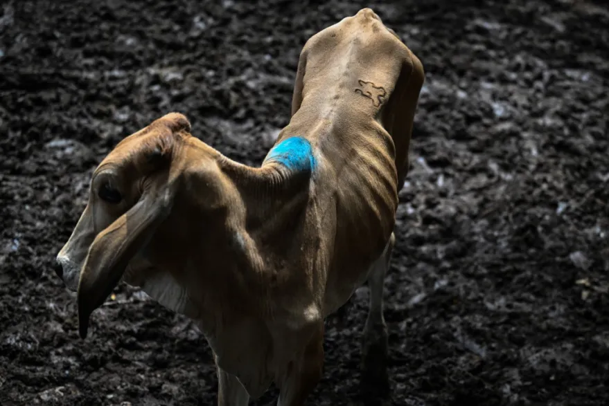 En un mercado de ganado en Sensuntepeque, en El Salvador, la AFP encontró vacas famélicas con las costillas marcadas.