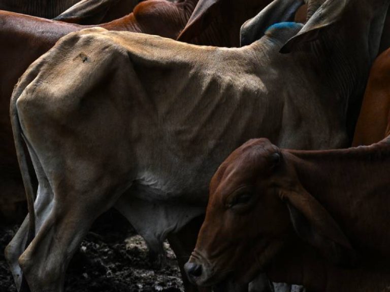 Vacas en estado de desnutrición severa permanecen de pie dentro del recinto concurrido de un mercado ganadero tradicional.