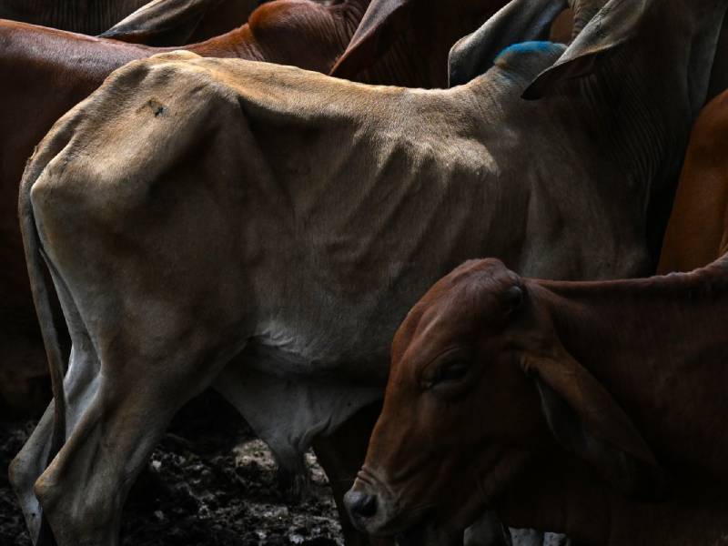 Vacas en estado de desnutrición severa permanecen de pie dentro del recinto concurrido de un mercado ganadero tradicional.