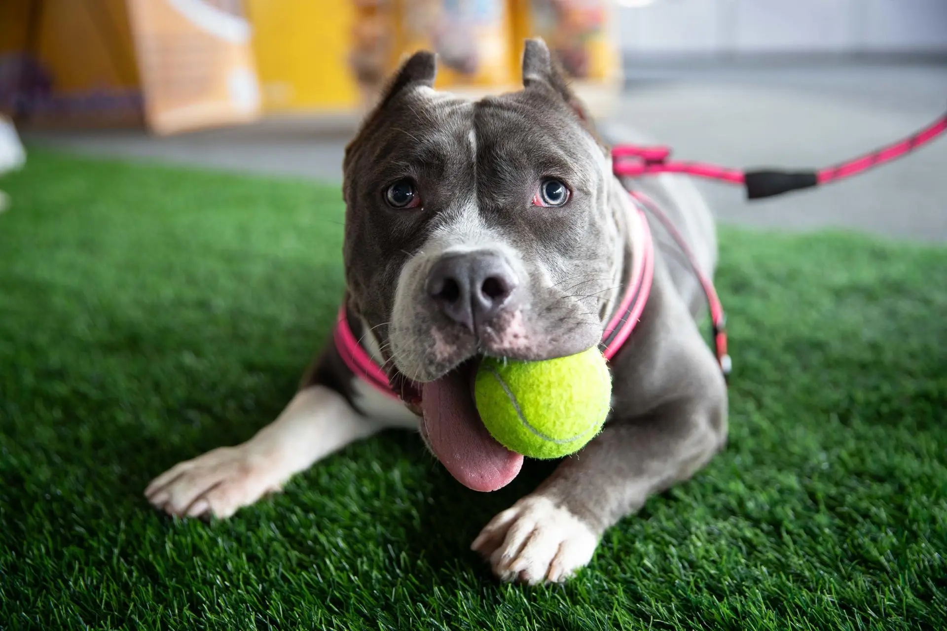 Fotografía de archivo de un perro raza Pitbull. EFE