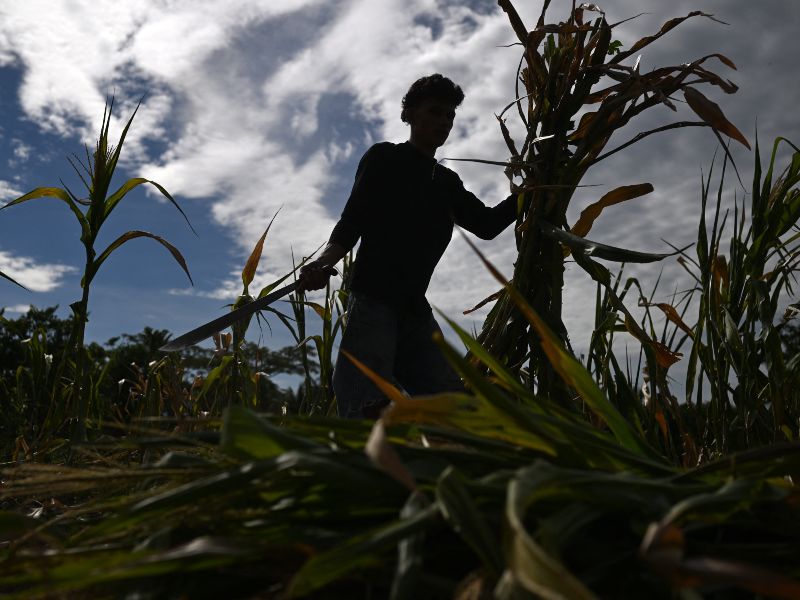 sequia el nino agricultura produccion agricola granos basicos